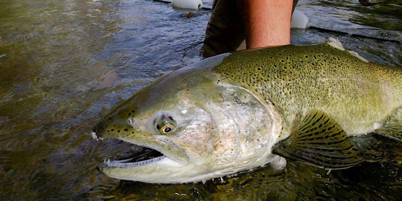 Chinook makes ‘milestone’ return home to Okanagan Lake
