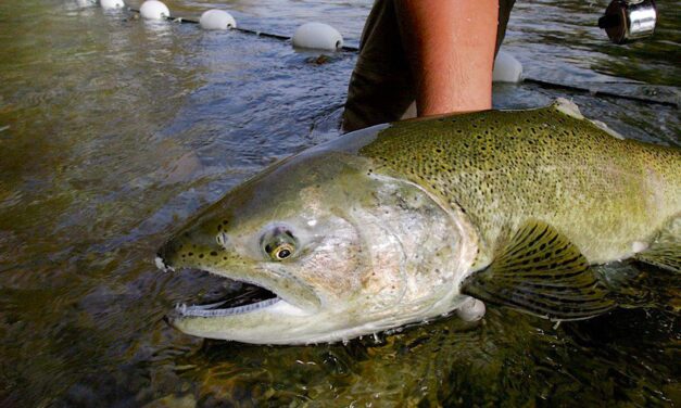 Chinook makes ‘milestone’ return home to Okanagan Lake