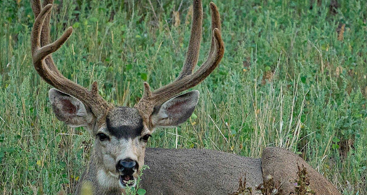 Wasting disease spreads to BC prompting new regulations