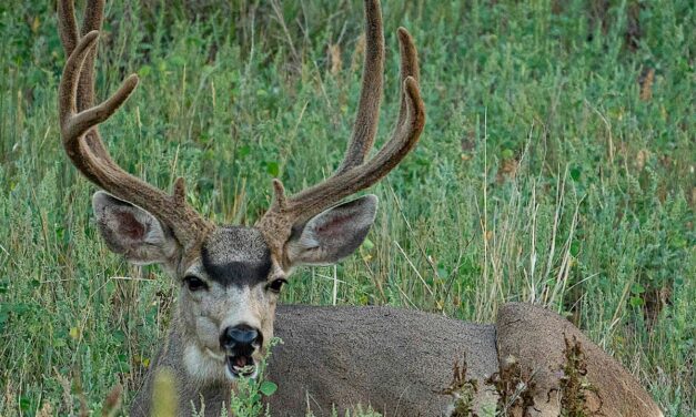 Wasting disease spreads to BC prompting new regulations