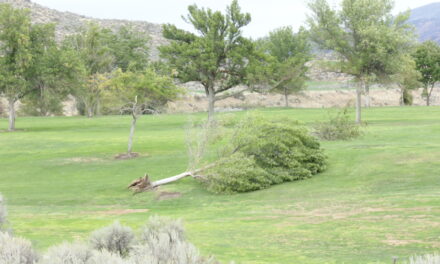 Intense wind from thunderstorm causes damage in Osoyoos