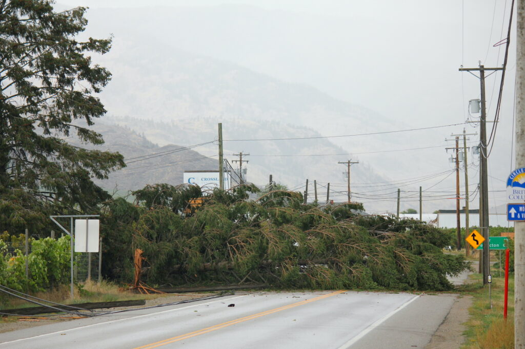 treedown
