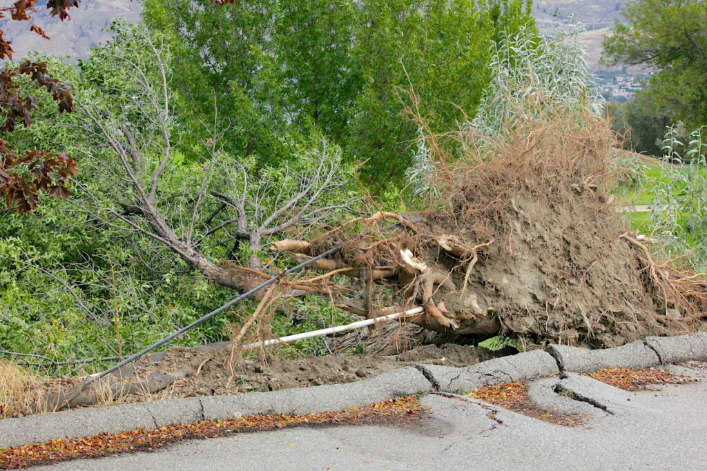 treedown