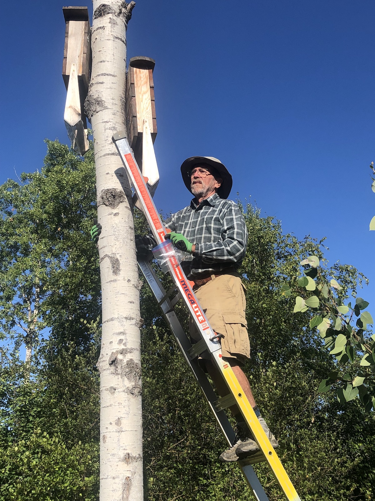bat box