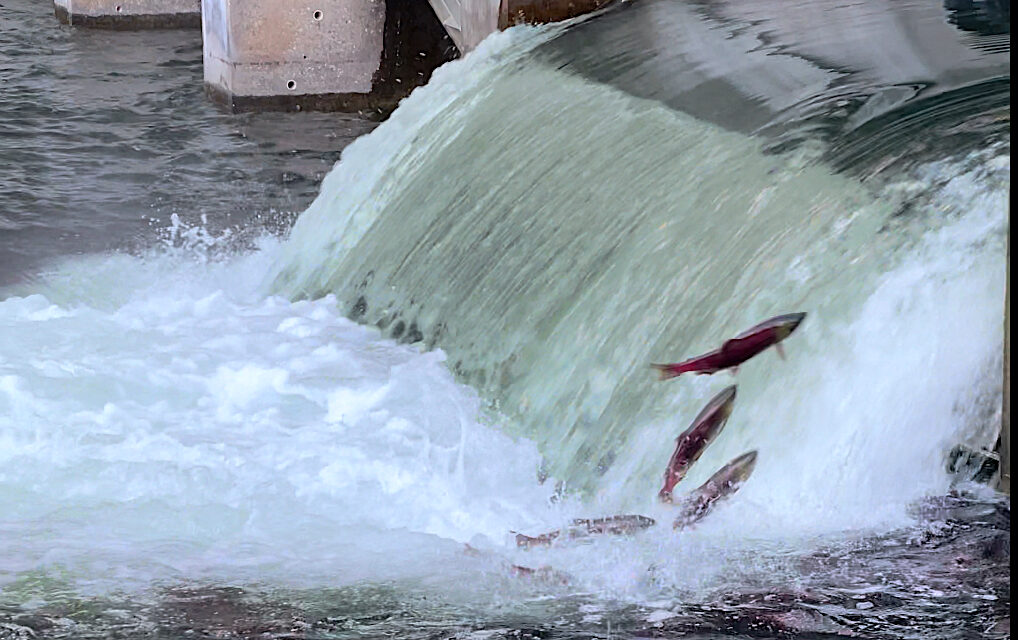 Low sockeye salmon numbers expected in the Okanagan