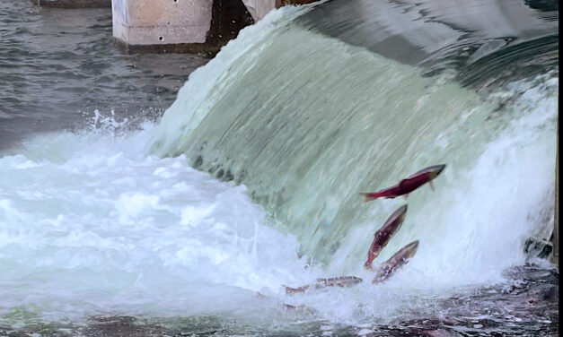 Low sockeye salmon numbers expected in the Okanagan