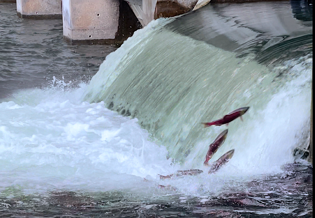 spawning salmon