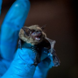 bat