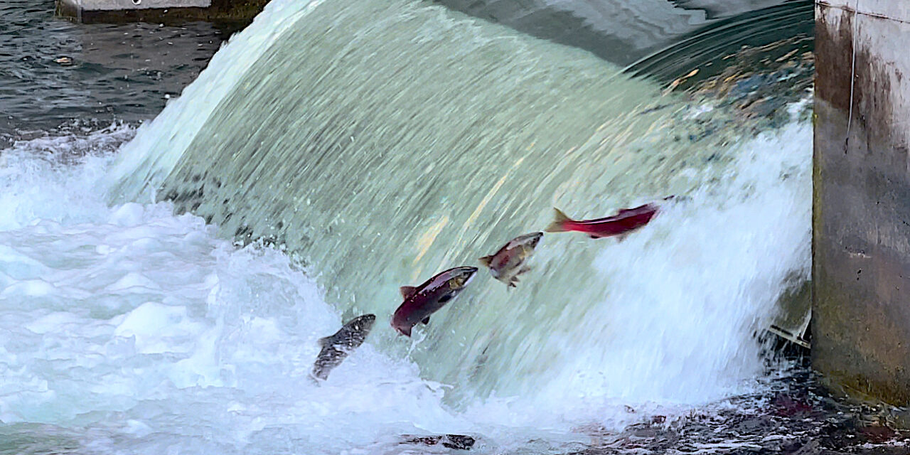 Restoring salmon to Okanagan basin is priority one