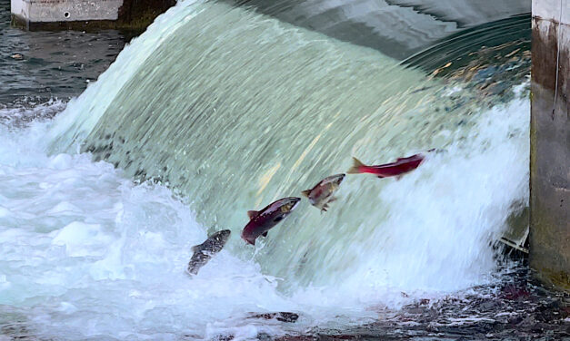 Restoring salmon to Okanagan basin is priority one