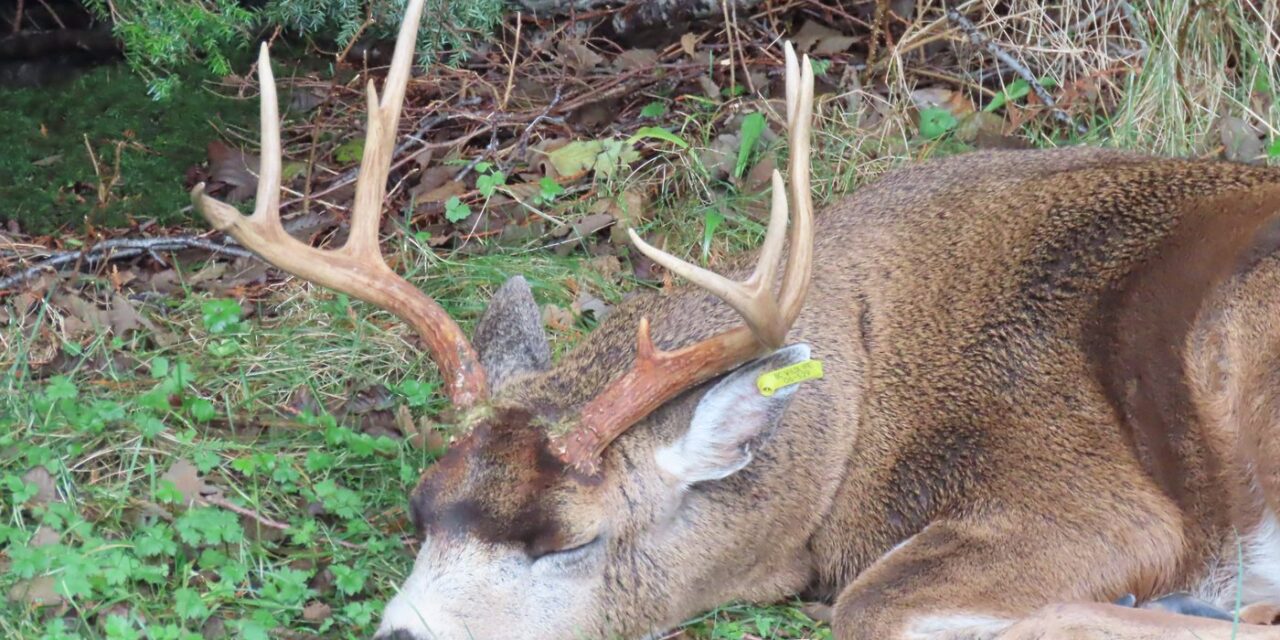 Mysterious buck reveals potential AI scheme targeting seniors