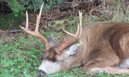 Mysterious buck reveals potential AI scheme targeting seniors