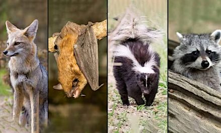 How worried should we be about zoonotic diseases