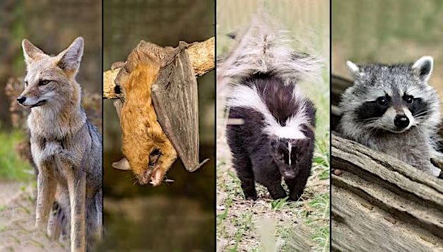 How worried should we be about zoonotic diseases