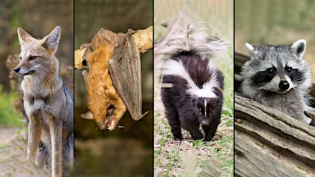 How worried should we be about zoonotic diseases
