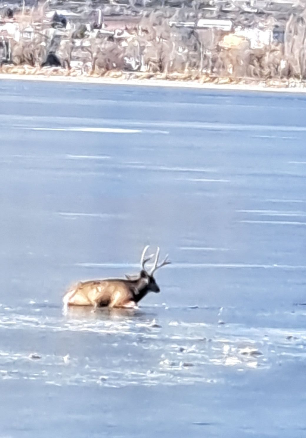 buck rescue