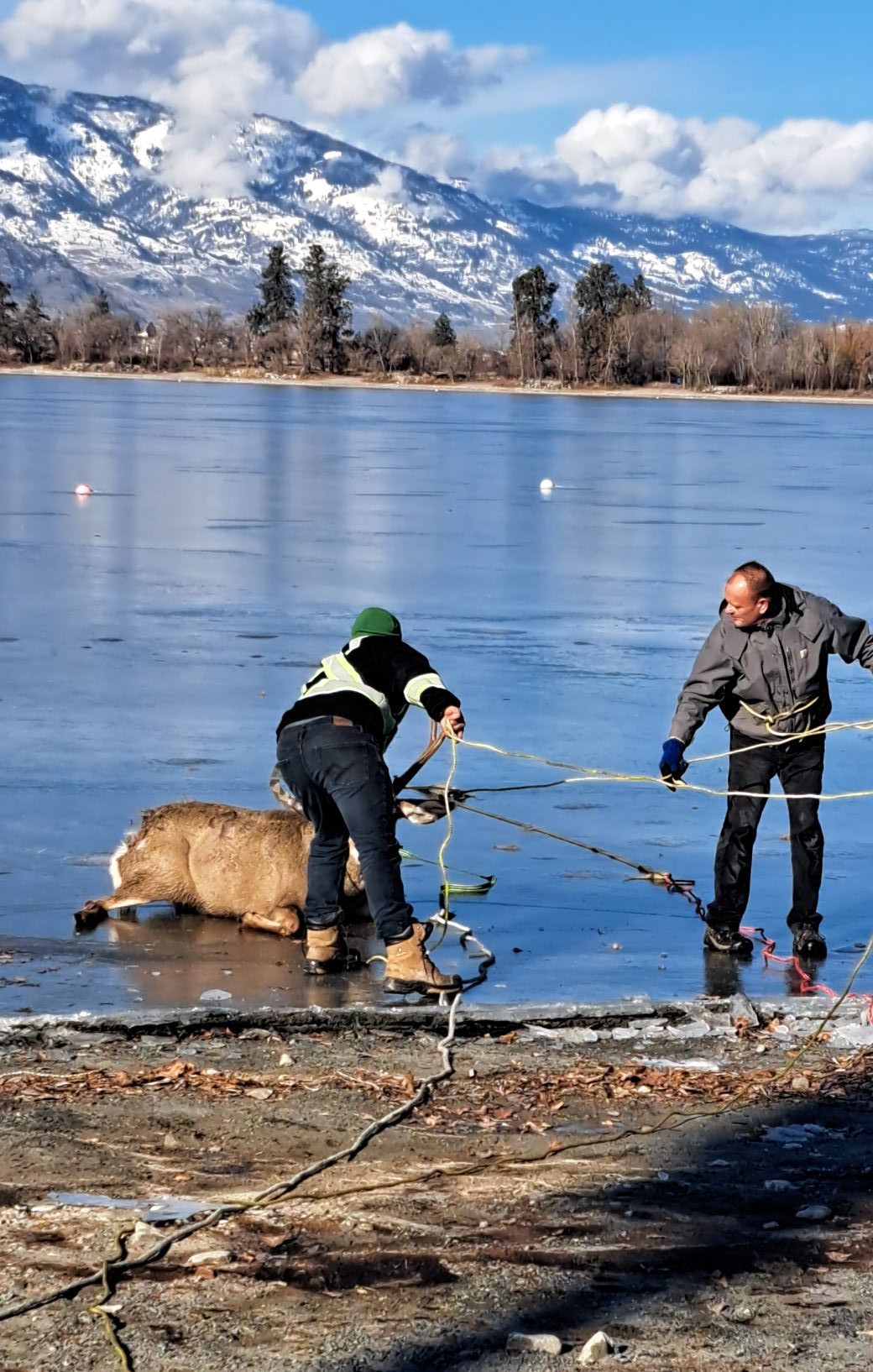 buck rescue