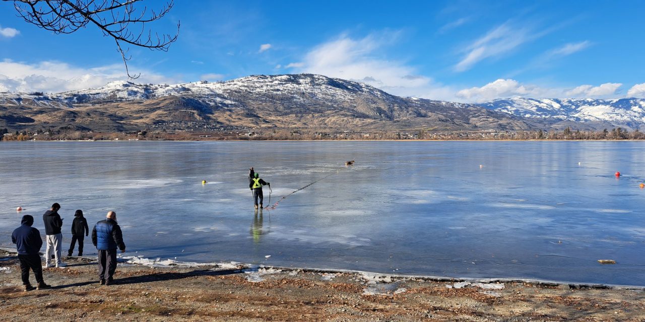 Stranded buck rescued from Osoyoos Lake ice