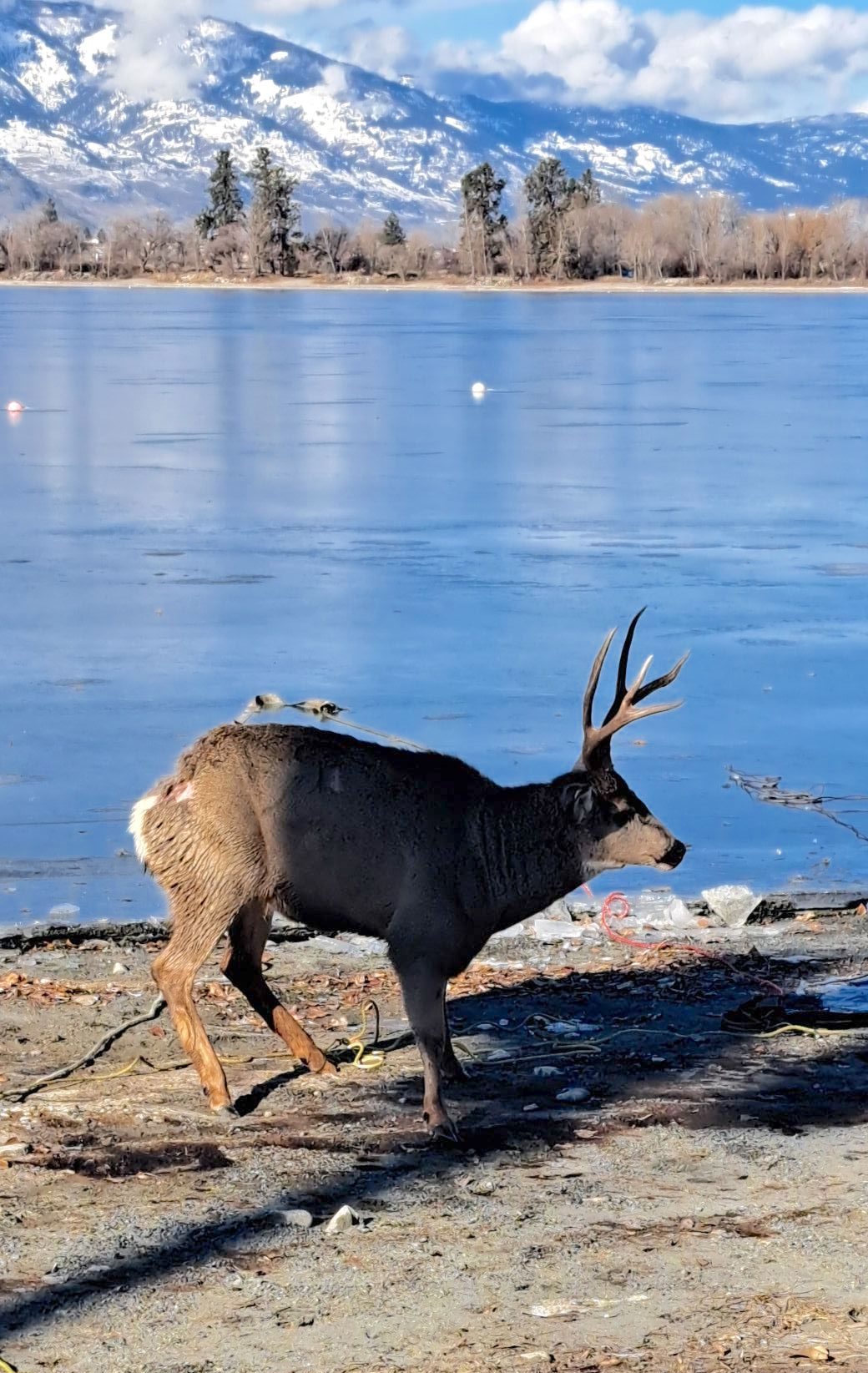 buck rescue