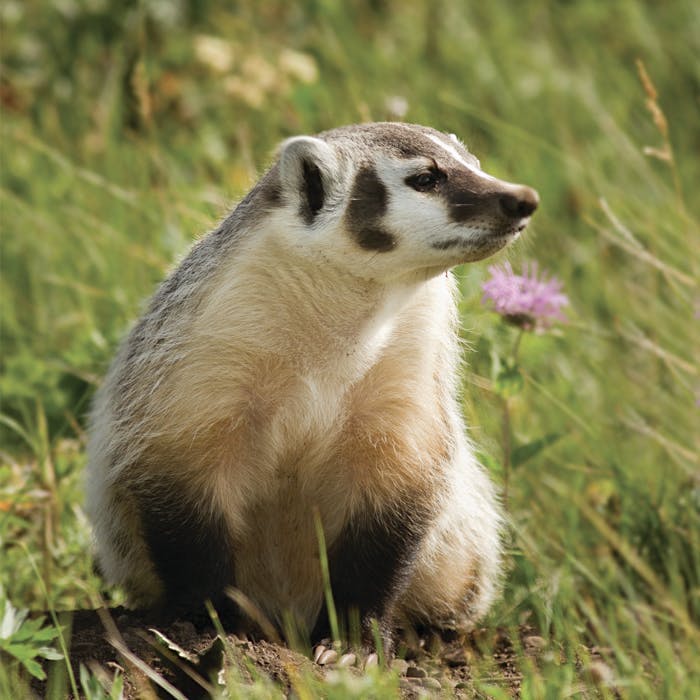 American_Badger_jeffersonii_subspecies_700x700