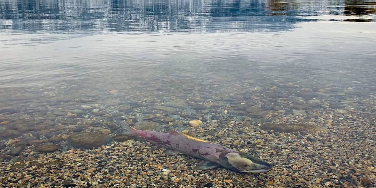 Okanagan fish passage to be re-opened after blocked for decades