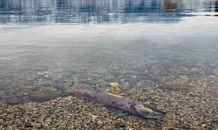 Okanagan fish passage to be re-opened after blocked for decades
