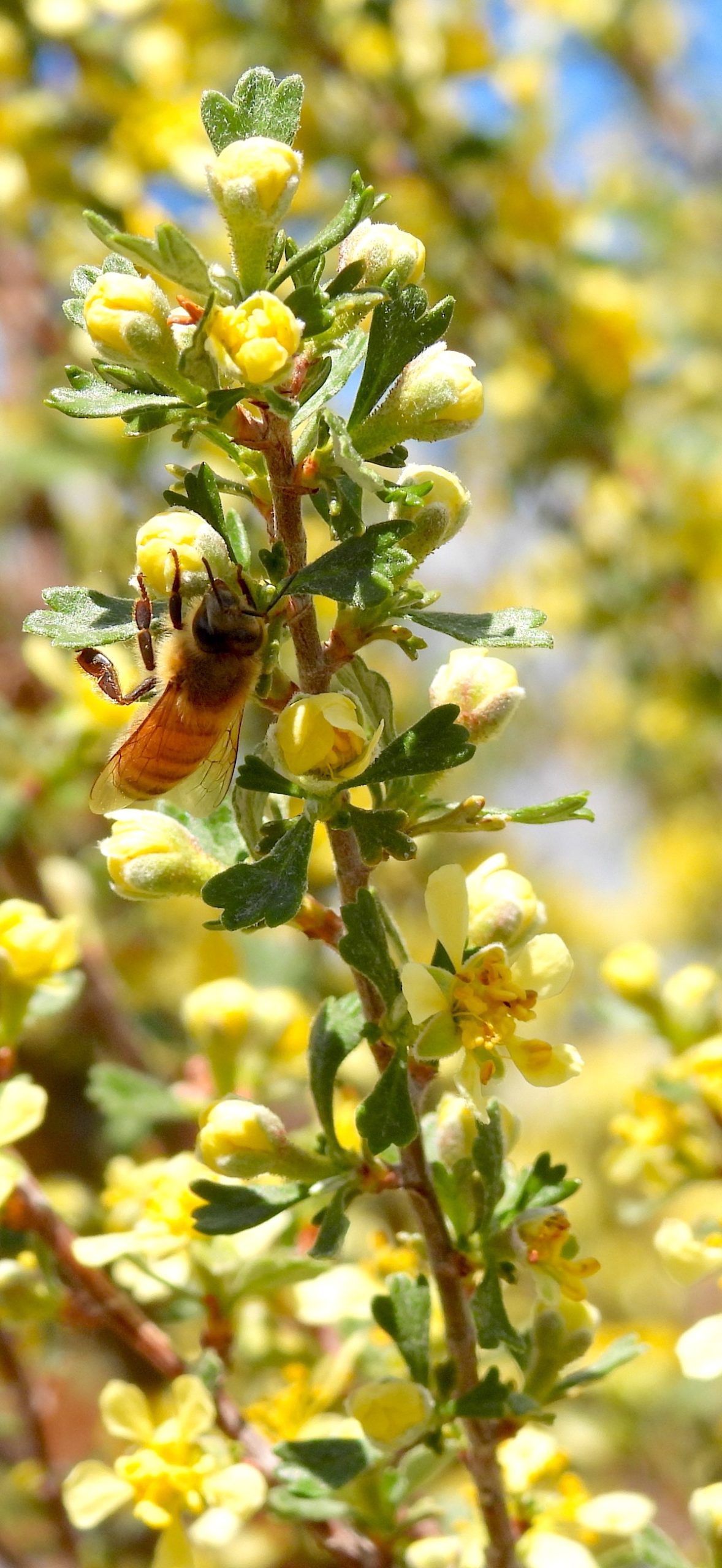 desert centre Antelope-brush with bee