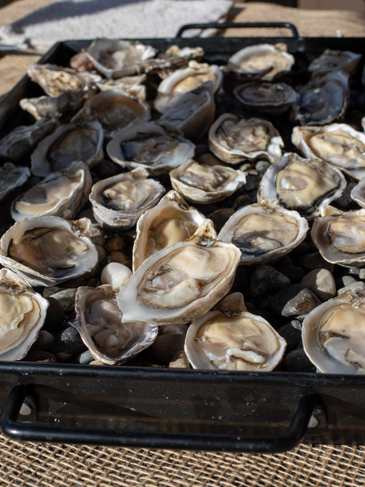oyster festival