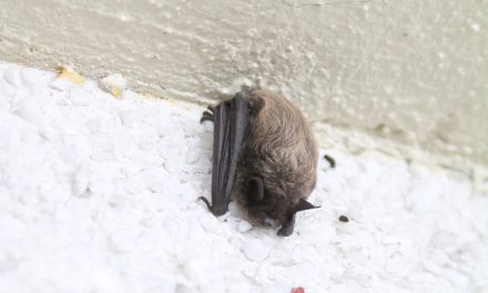 Bat Appreciation Day returns April 17