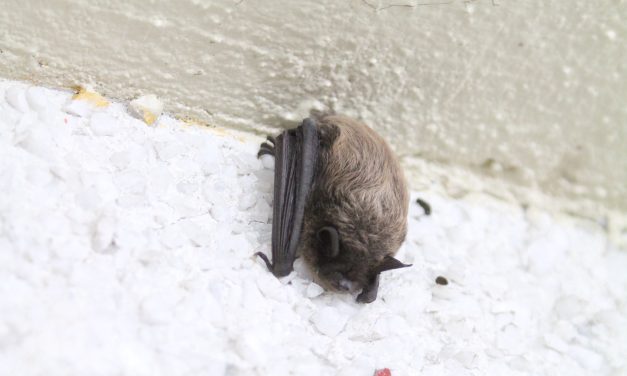 Bat Appreciation Day returns April 17