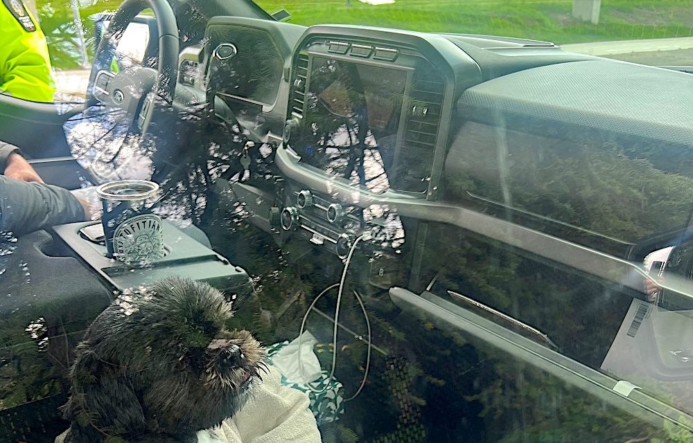 A dog in your lap and fuzzy dice can get you a ticket