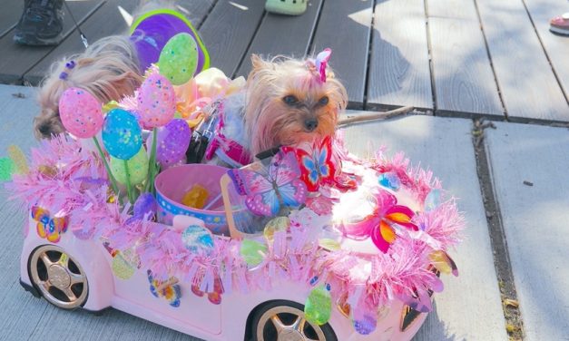 Easter Eggstravaganza draws huge crowd to Gyro