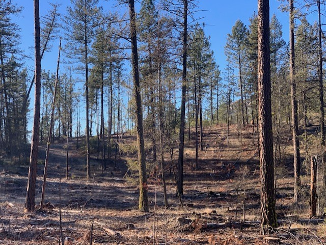 nk'mip forestry OIB