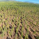 Weyerhaeuser transfers to Gorman, OIB partnership continues
