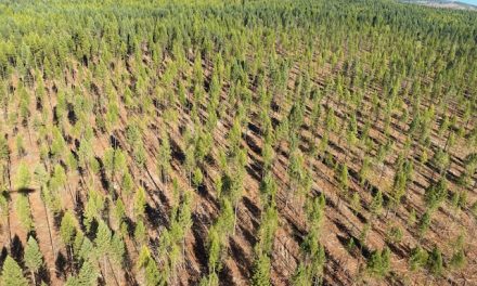 Weyerhaeuser transfers to Gorman, OIB partnership continues