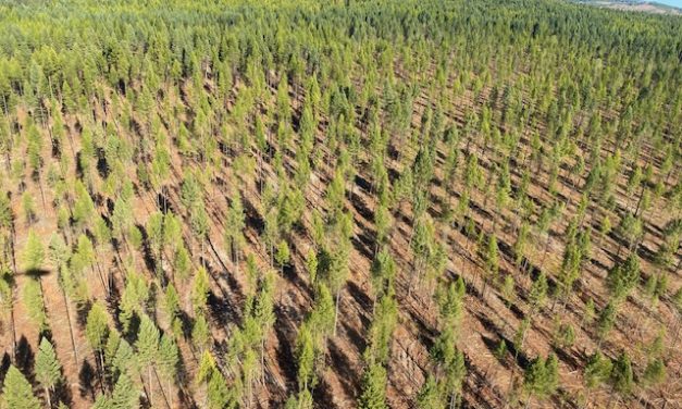 New forestry partnership aims for sustainability, stewardship