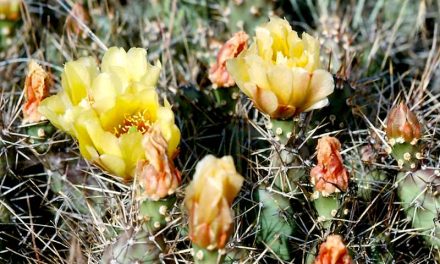 Osoyoos Desert Centre opens next weekend