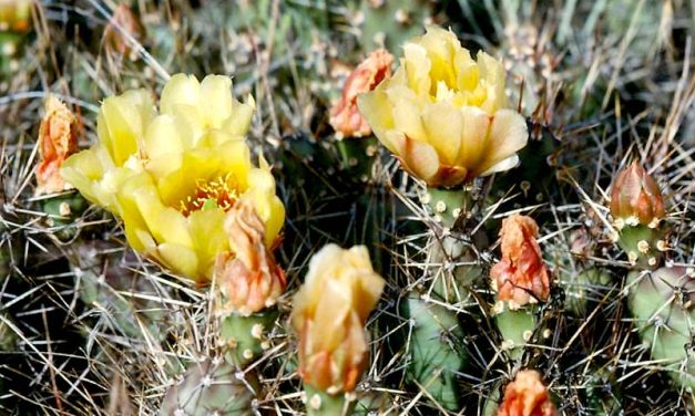 Osoyoos Desert Centre opens next weekend