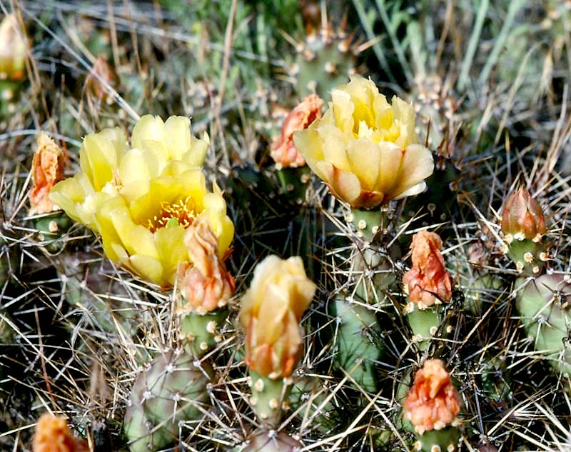 Osoyoos Desert Centre opens next weekend