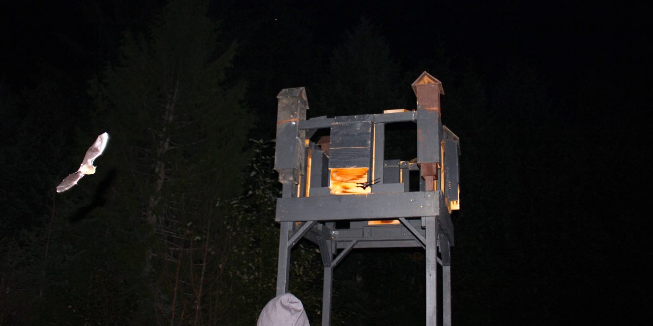 Be a bat citizen scientist and join BC bat count