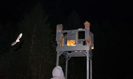 Be a bat citizen scientist and join BC bat count
