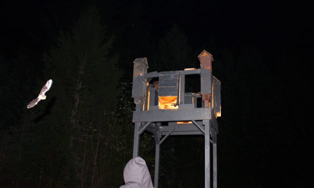 Be a bat citizen scientist and join BC bat count
