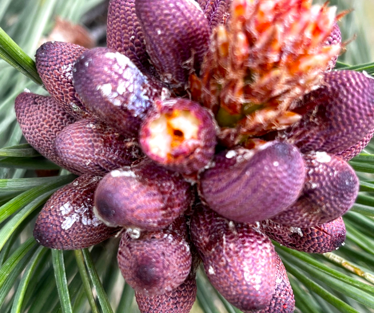 OIB wild harvested