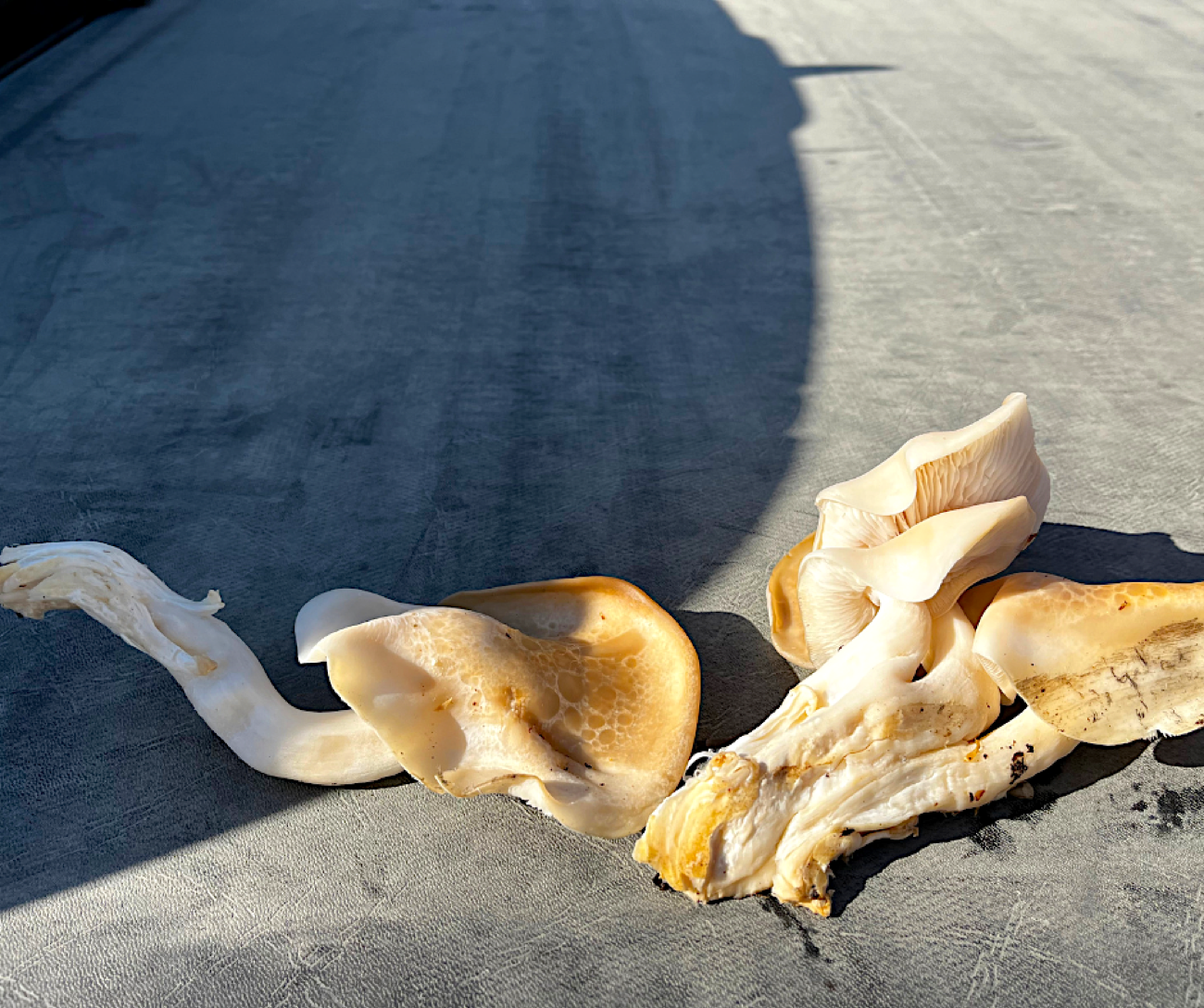 OIB wild harvested
