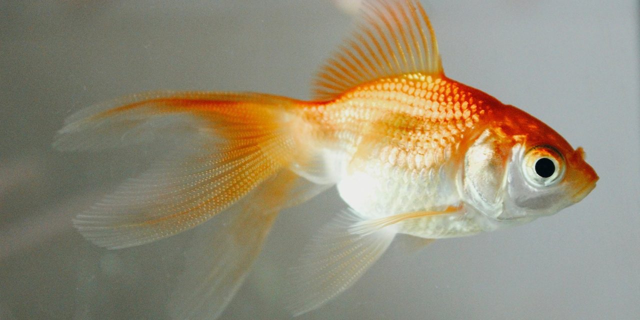 ‘Small actions, big impacts’ on invasive species in May