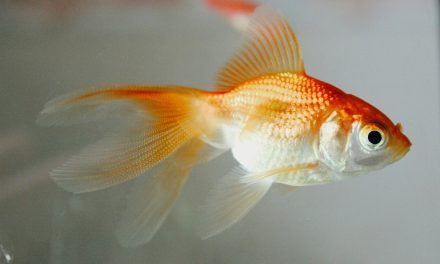 ‘Small actions, big impacts’ on invasive species in May
