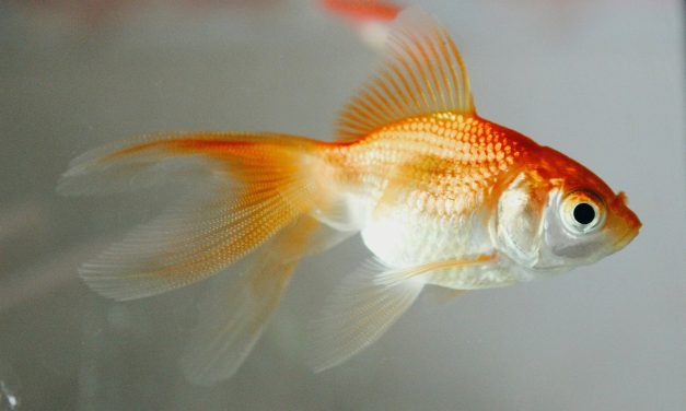‘Small actions, big impacts’ on invasive species in May