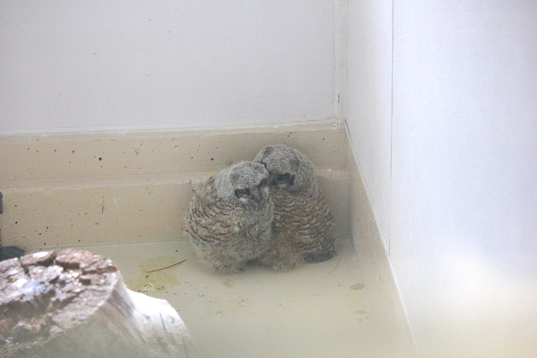 great horned owls
