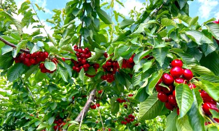 Orchards return to bountiful crops