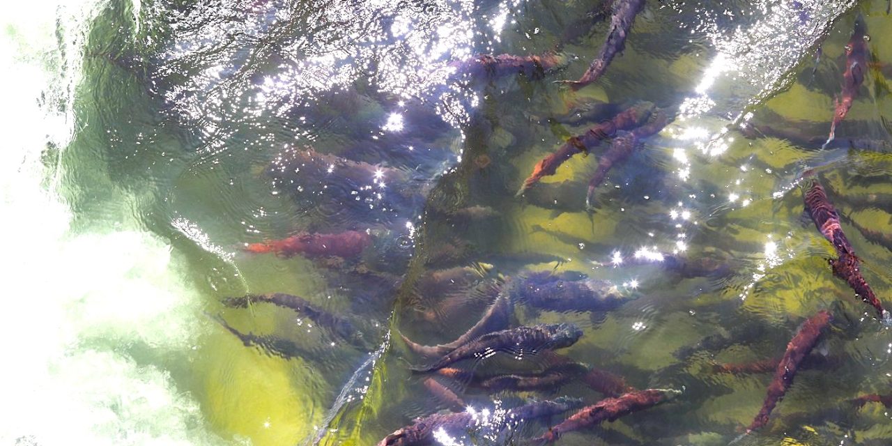 ONA fisheries warns on low salmon numbers